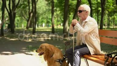 盲人，有援助的，孤独地坐在公园里的纯种狗